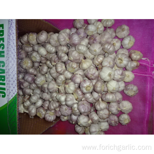 Fresh Normal White Garlic Jinxiang